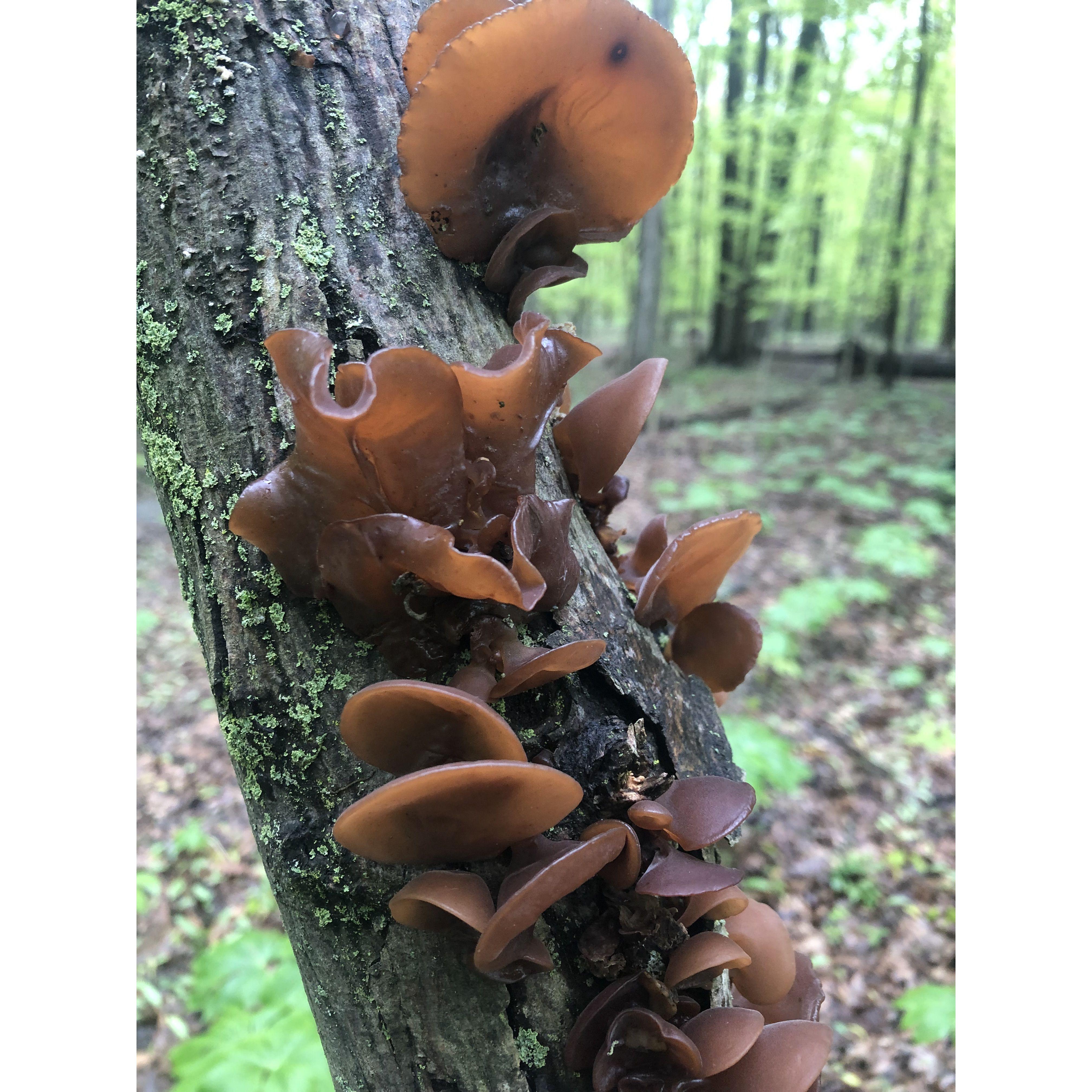 Wood Ear