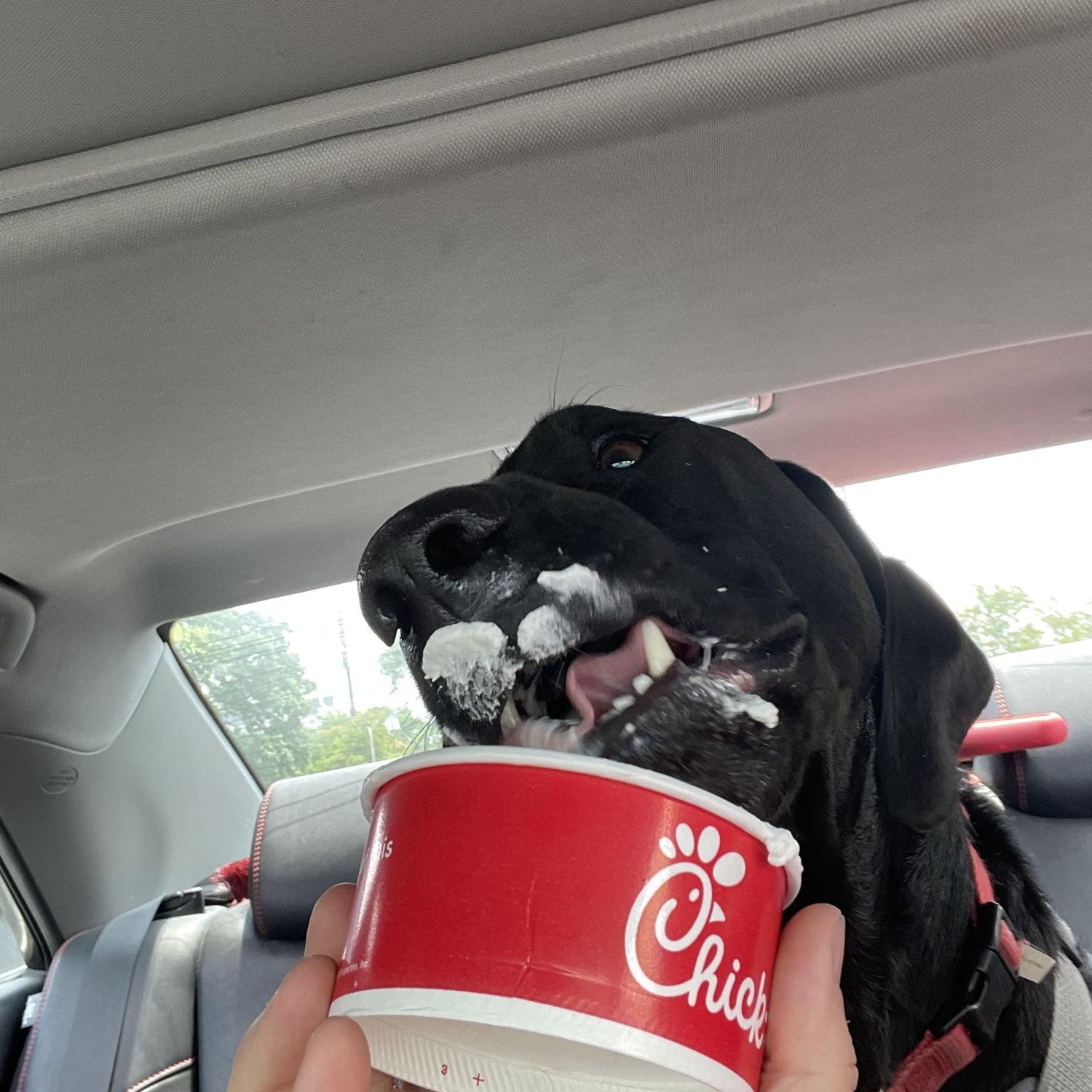 Trip and his pup cup!