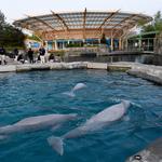 Mystic Aquarium