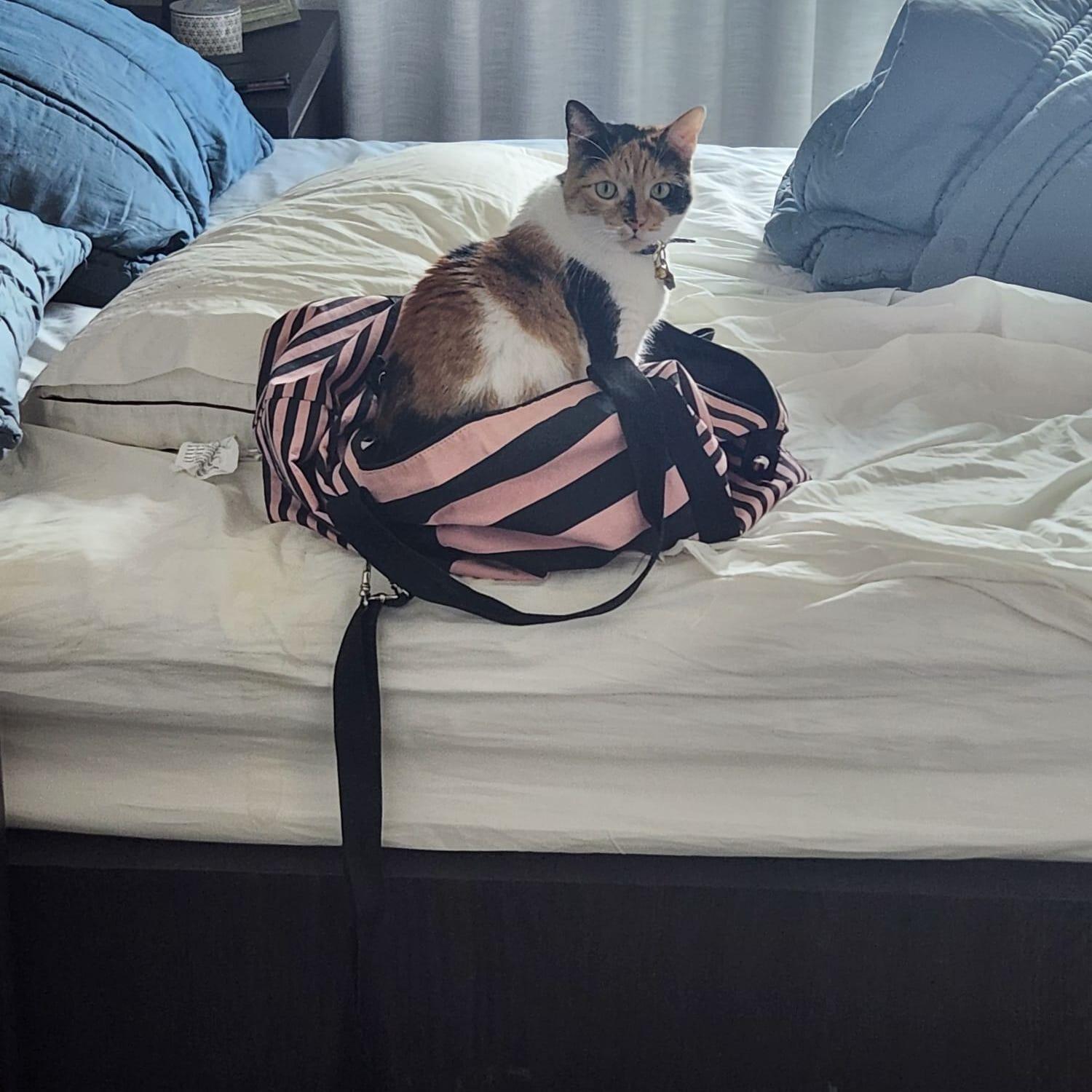 Vacay. (Calliope)