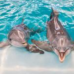 Clearwater Marine Aquarium