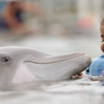 Island Dolphin Care