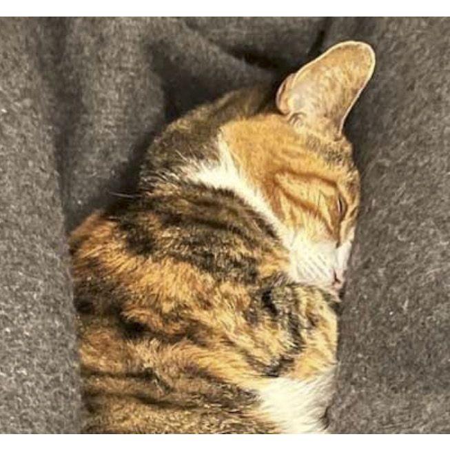 Tiny Penelope, curled up as per usual.