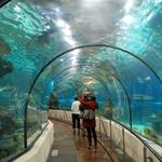 The Dallas World Aquarium