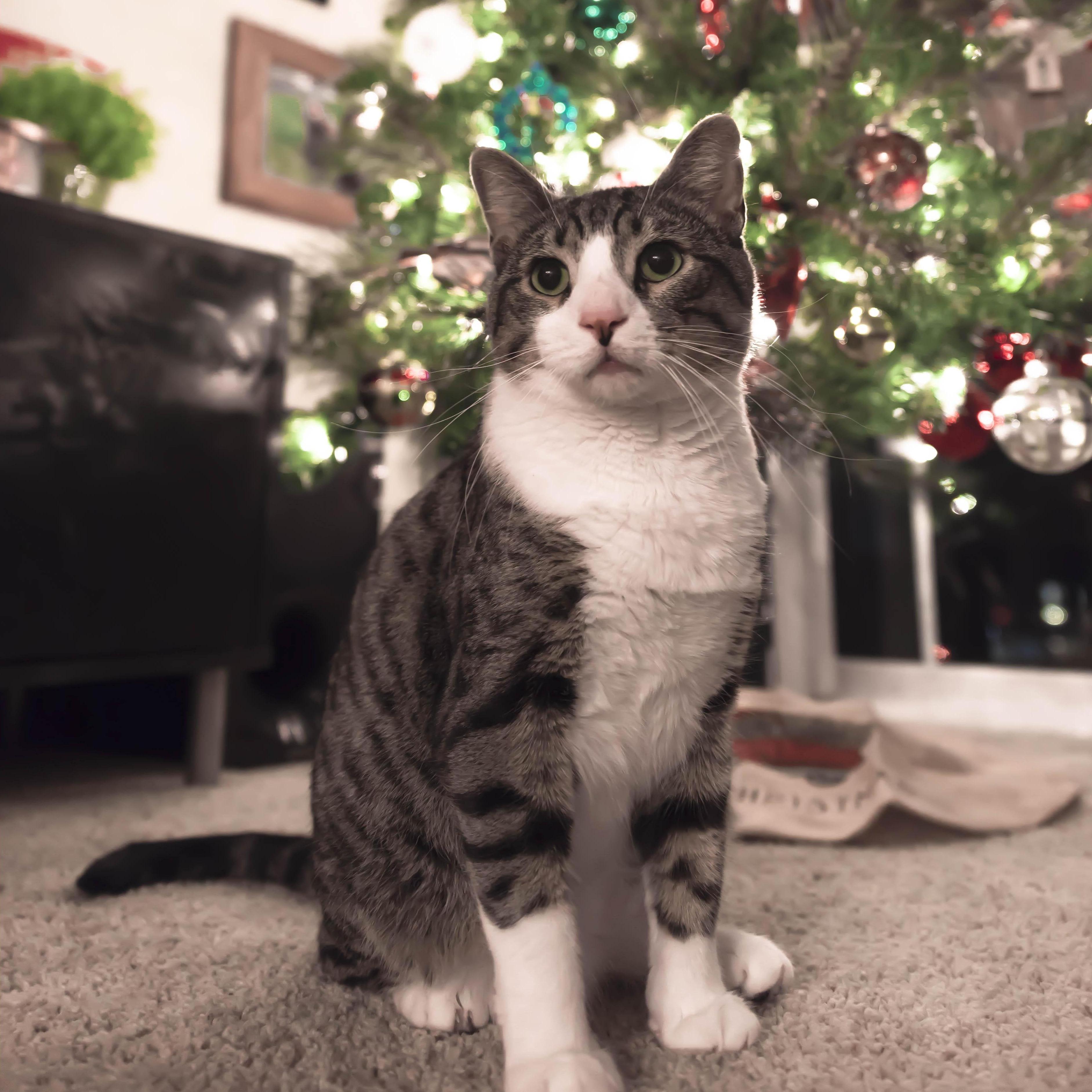 Boyds first christmas