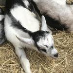 Harley Farms Goat Dairy