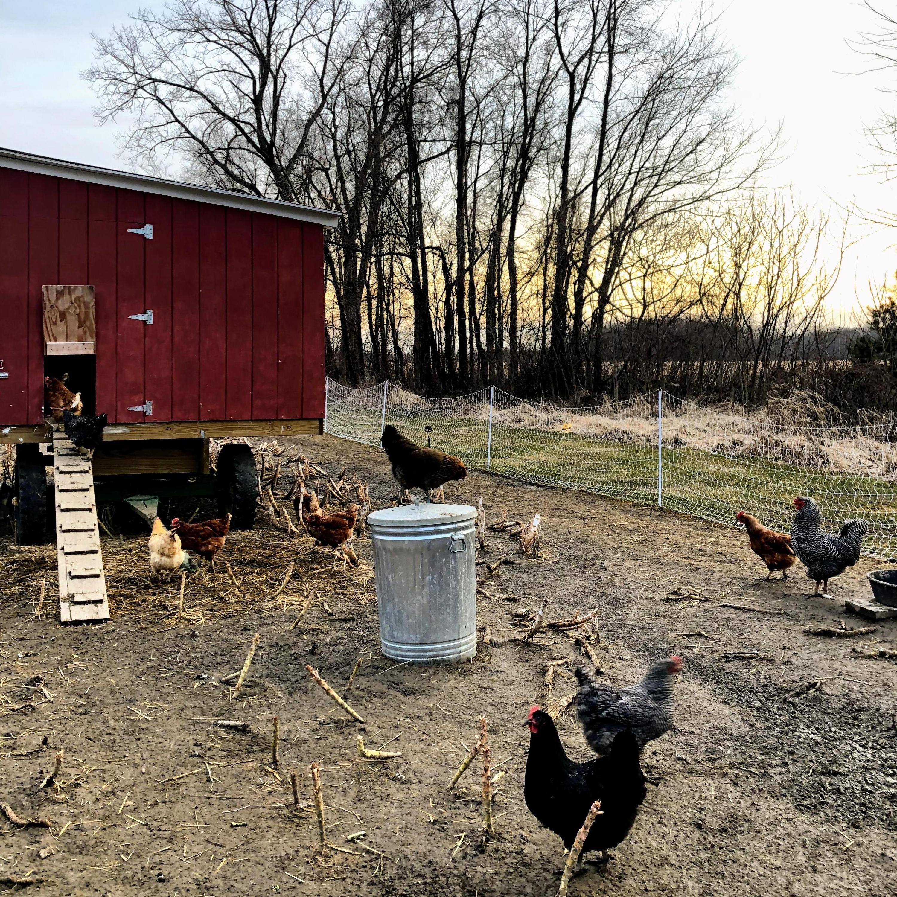 lots of evenings spent visiting the chickens on our walks at the farm