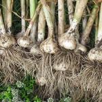 Connecticut Garlic & Harvest Festival