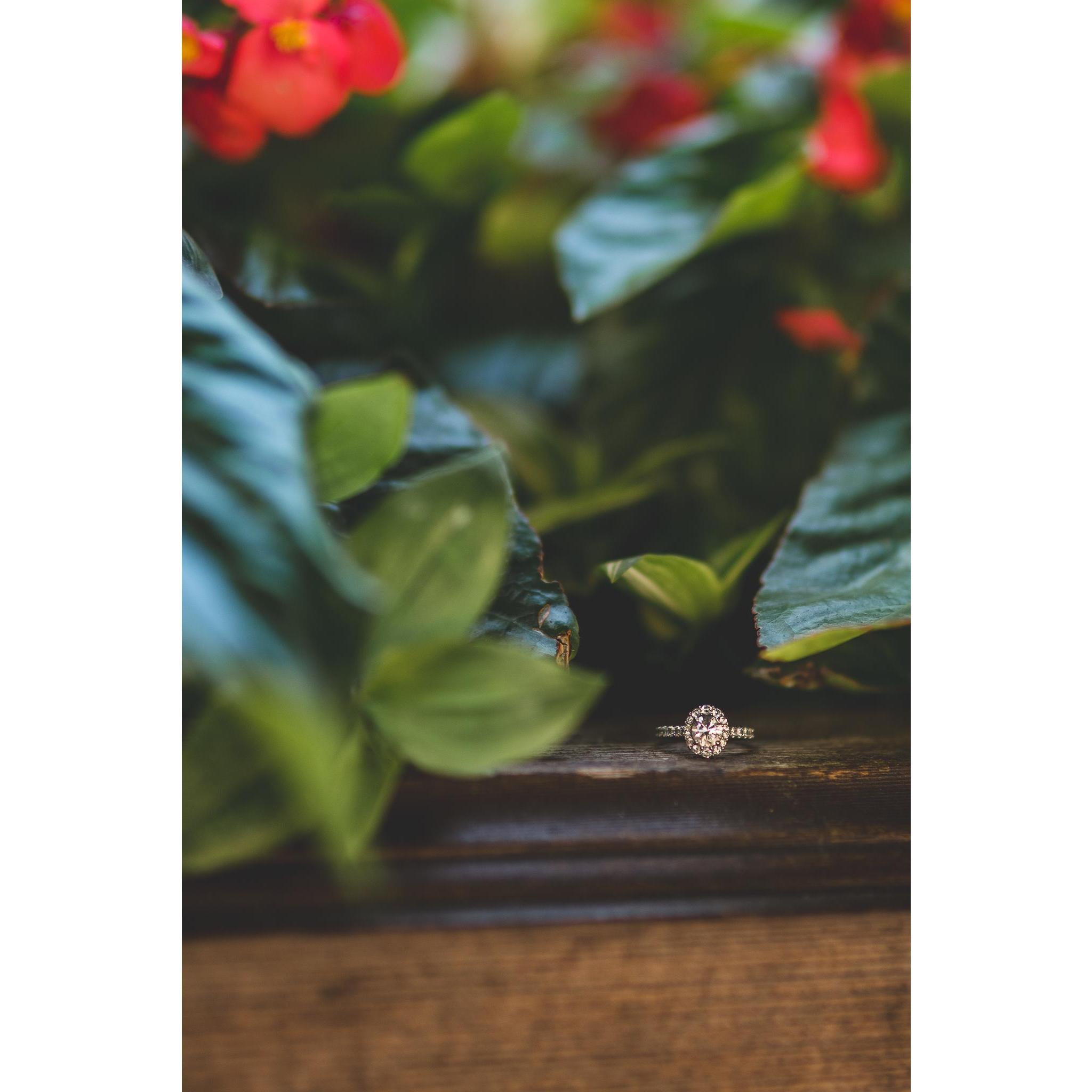 Engagement photos by the incredible Kealy Creative!