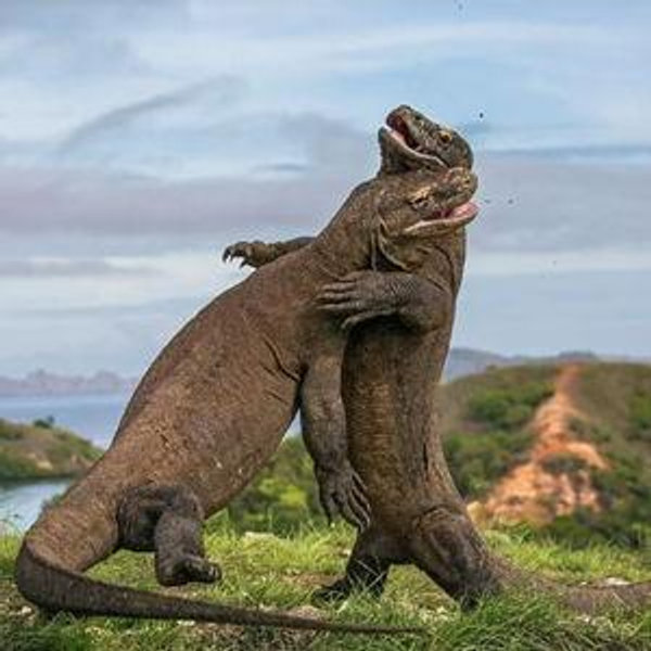 Komodo Island Liveaboard Cruise