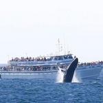 Cape Ann Whale Watch