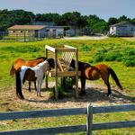 Pony Pen