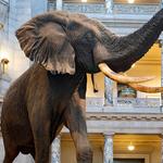 Smithsonian National Museum of Natural History