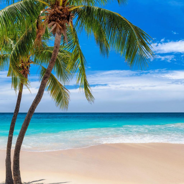 🇯🇲 Help Send Us to Jamaica