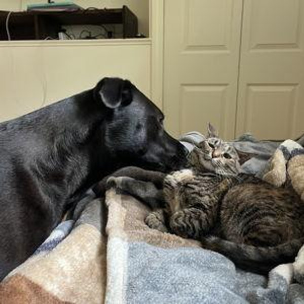Treats for Enzo + Cleo