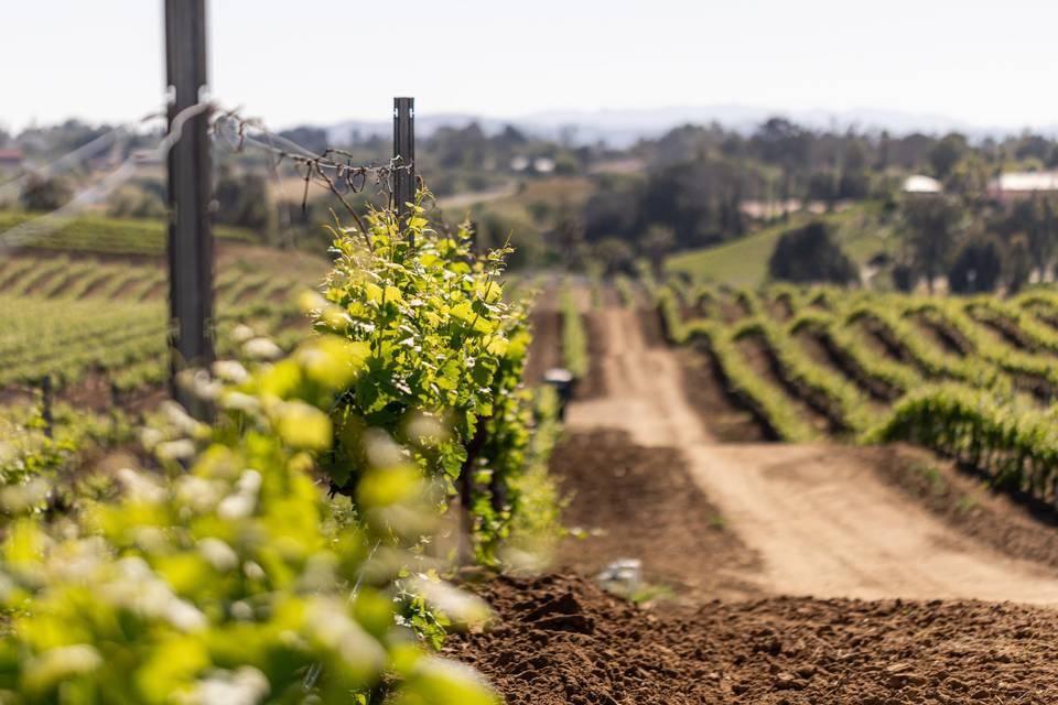 The Wedding Website of Ravyn Jenkins and Andrew Engler