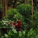 Pinecrest Gardens
