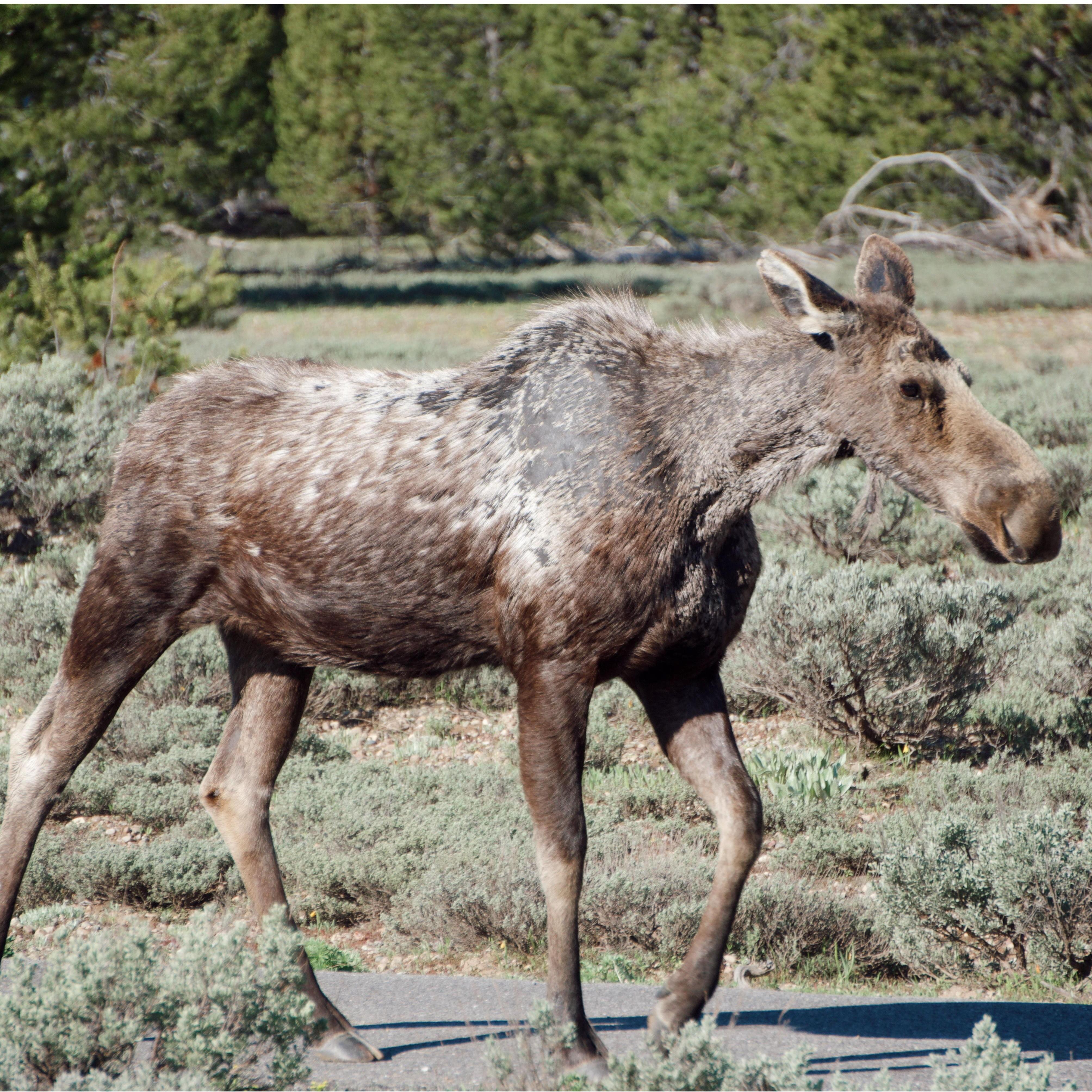 Miss Moose getting her steps in!