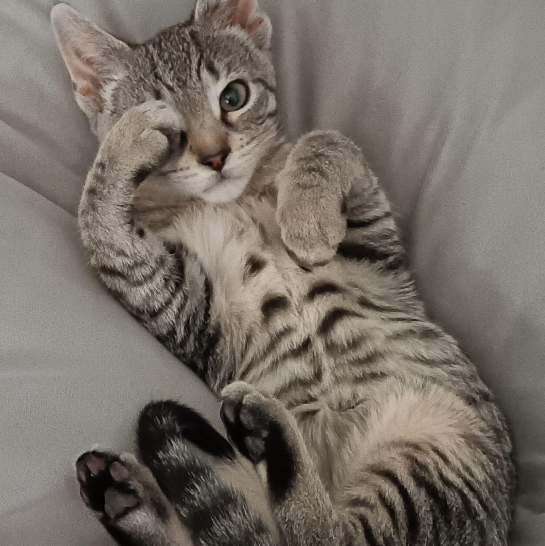 In 2024, we adopted Apollo