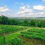 Stony Mountain Vineyards