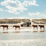 Wild Horse Adventure Tours