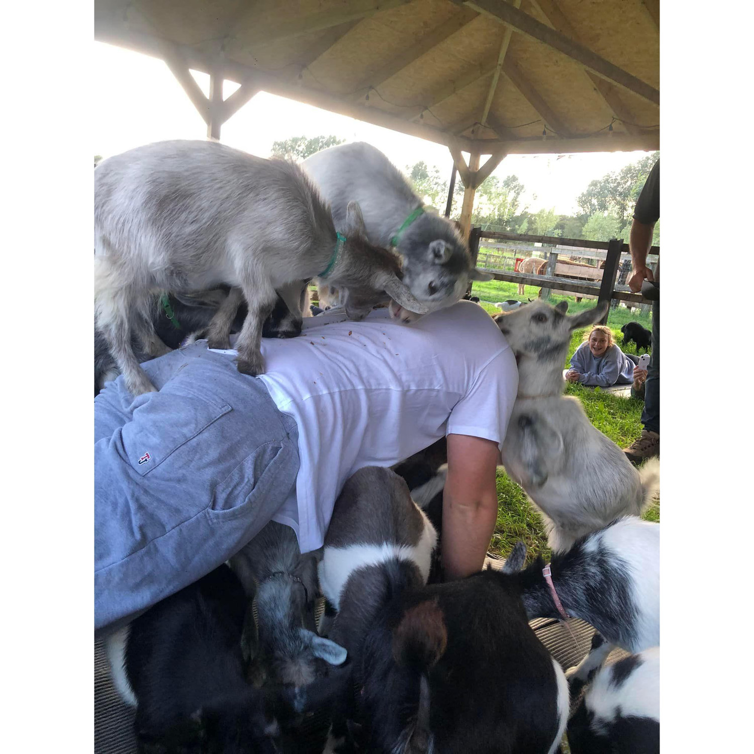 Goat yoga