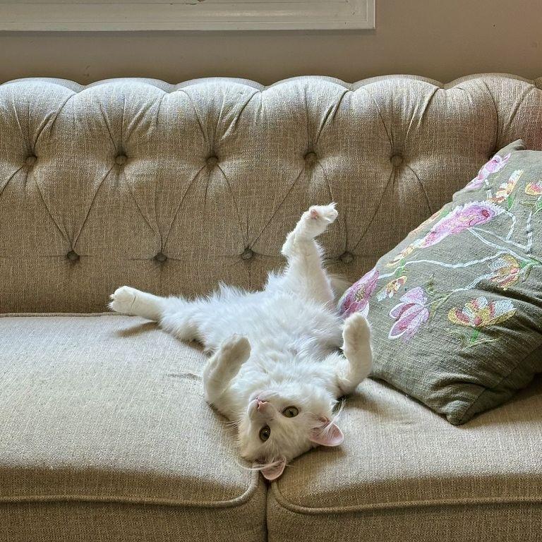 Victor, the cat we adopted together.
