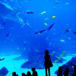 Adventure Aquarium