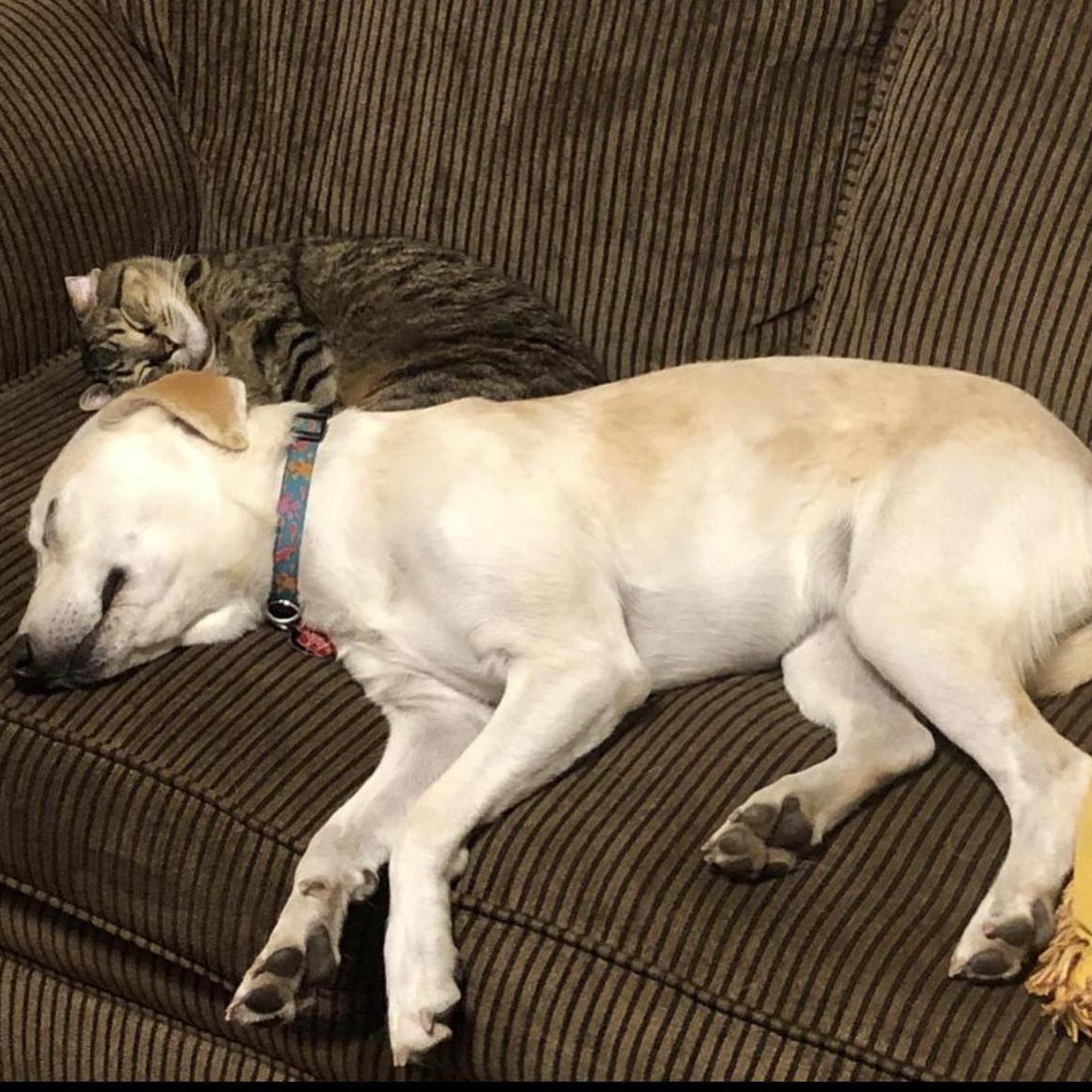 We love that our pets love each other! (Mac was a stray cat on the streets of Grinnell that Patrick rescued in college, and we adopted Sandy during the pandemic!)