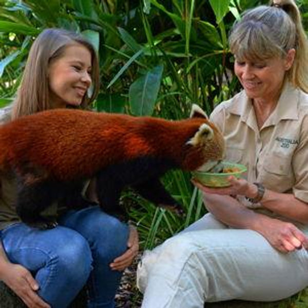 Rascally Red Panda Encounter