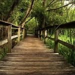 Sea Pines Forest Preserve