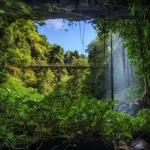 Dorrigo National Park