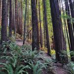 Rohner Park