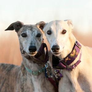 Charitable Contribution: Wimbledon Greyhound Welfare