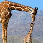 The Living Desert Zoo and Gardens