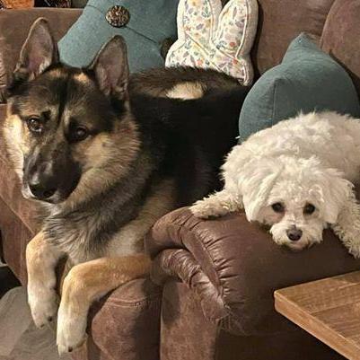 Our Furry Kiddos