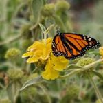 Los Rios Butterfly Garden