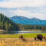 Yellowstone National Park