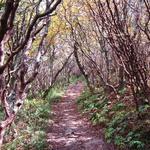 Picnic & Hike at Craggy Gardens