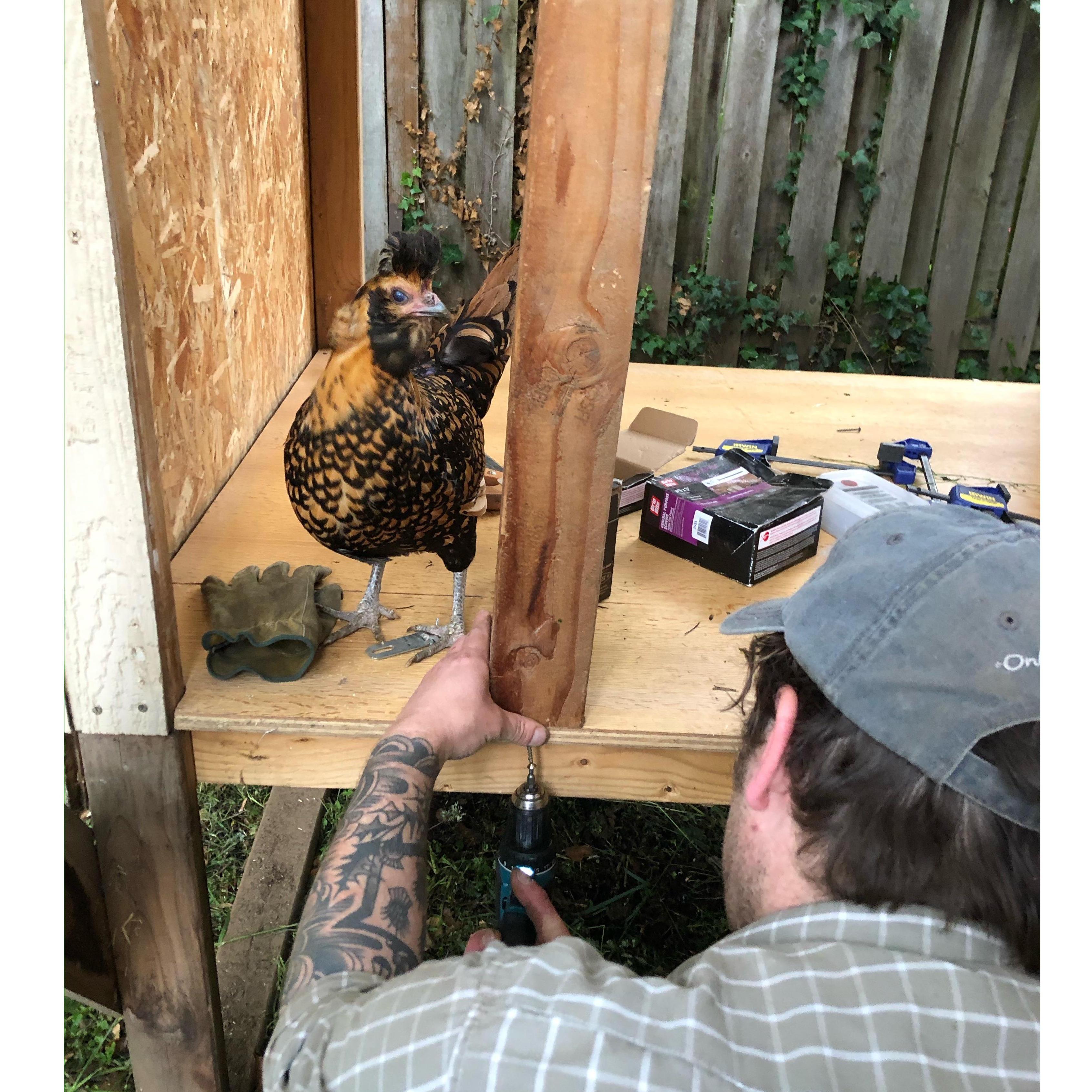 Francis supervising Dillon's work on the coop.