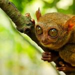 Tarsier Sanctuary