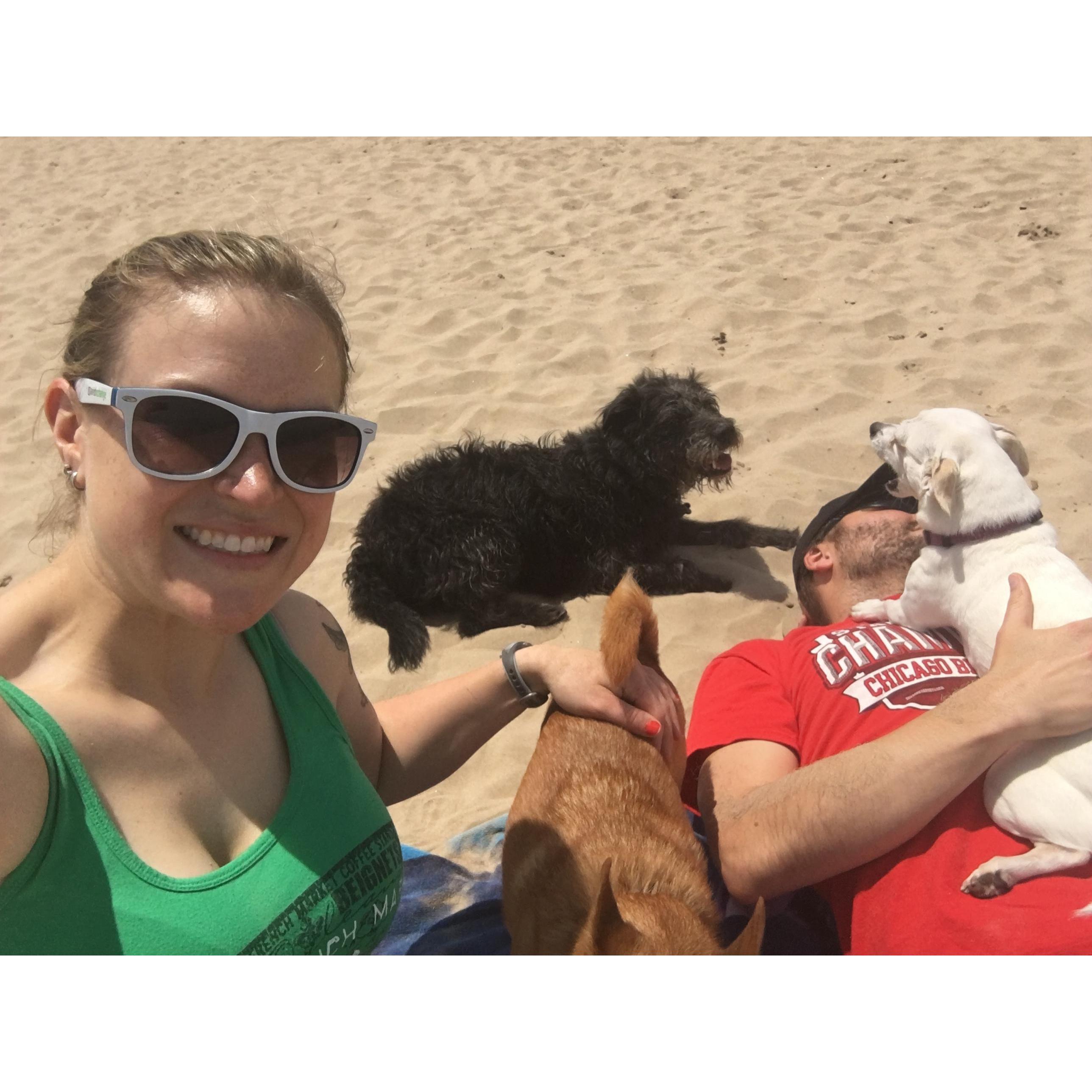 We love visiting the Montrose Dog Beach with our three pups!