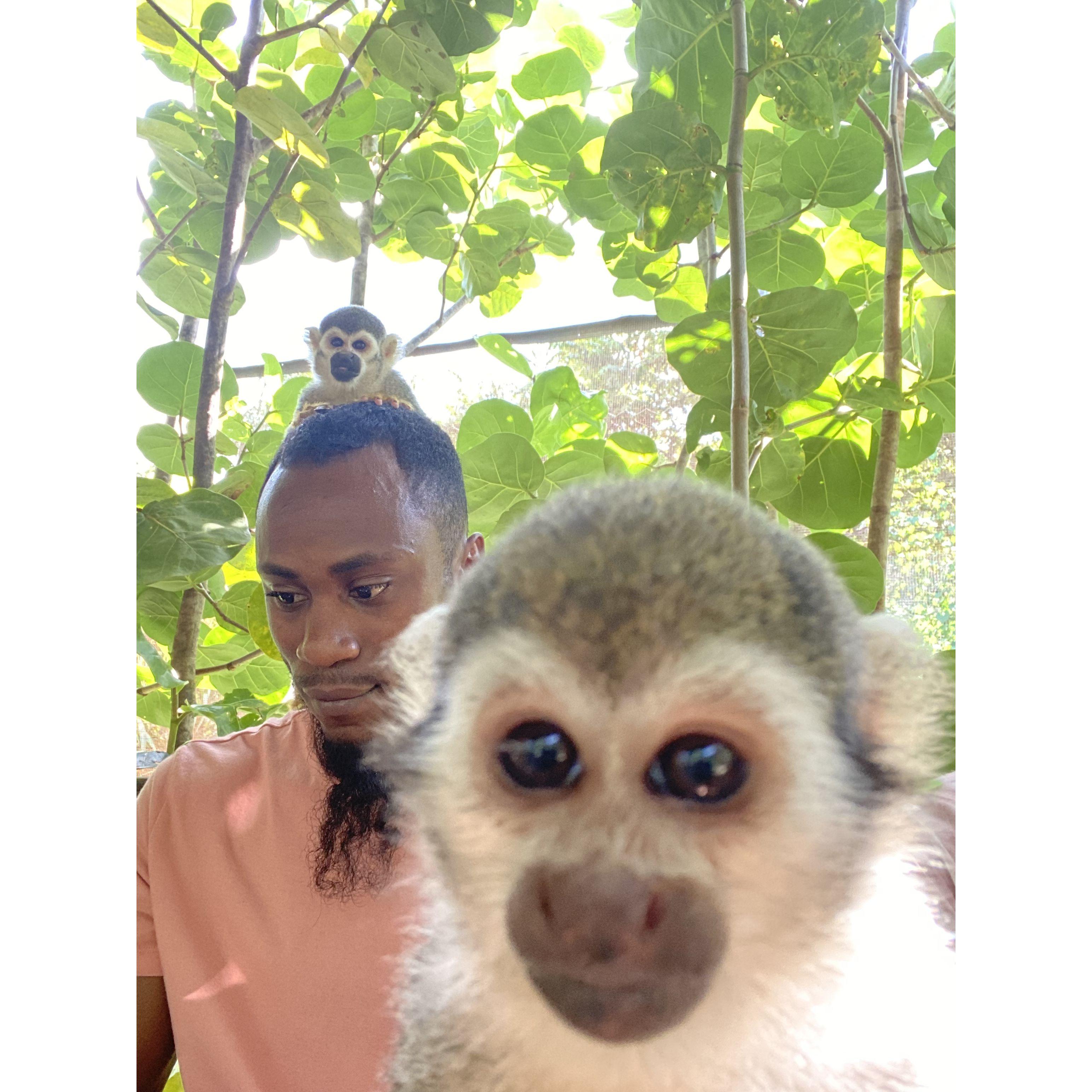 Monkeying around in D.R.