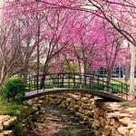 The Dallas Arboretum and Botanical Garden