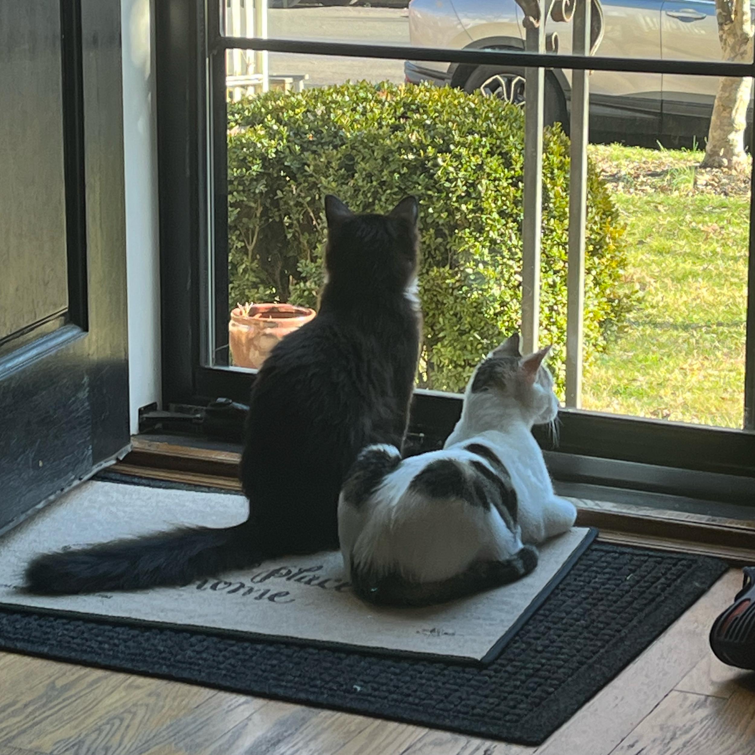 Weekend Away - Cat Sitting!
