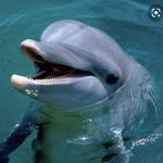 Dolphin Discovery Cancun