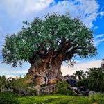 Animal Kingdom