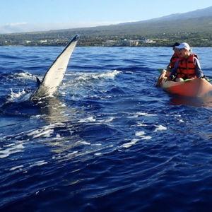 Kayak and Whale Watching Tour