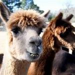Buck Brook Alpacas