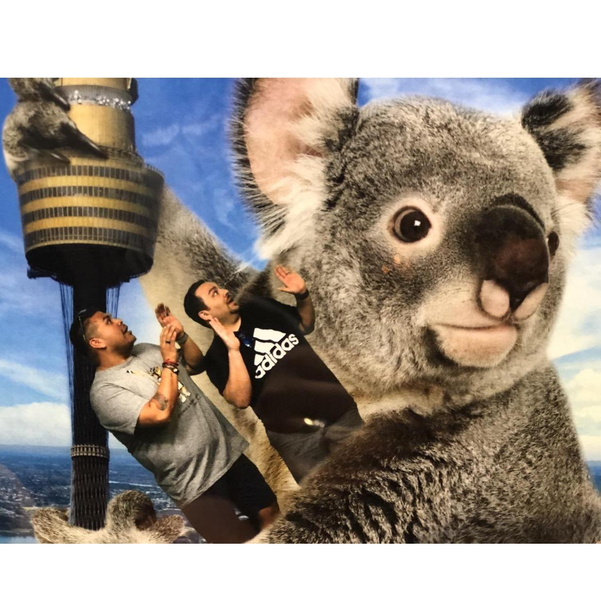 The time we almost got kidnapped by a Koala! - Sydney 2019